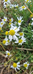 Matricaria chamomilla
