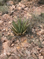 Agave lechuguilla
