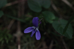Viola reichenbachiana