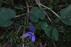 Viola reichenbachiana