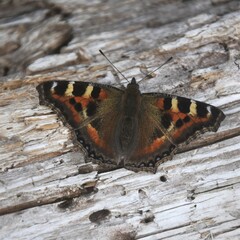 Aglais caschmirensis