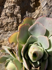 Aeonium