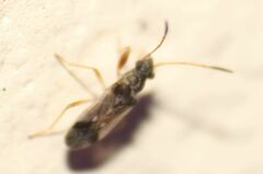 Pseudopachybrachius vinctus