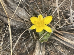 Hypoxis hemerocallidea