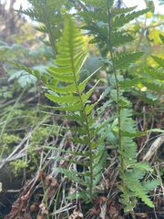 Dryopteris cristata