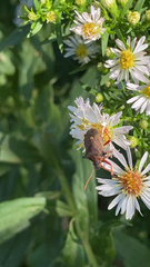 Picromerus bidens