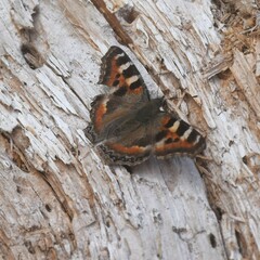 Aglais caschmirensis
