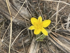 Hypoxis hemerocallidea