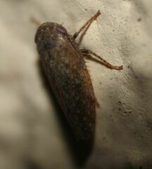 Paraphlepsius continuus