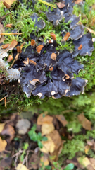 Peltigera membranacea