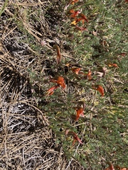 Lotus pyranthus image