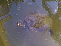 Trachemys venusta iversoni