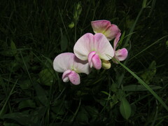 Lathyrus latifolius