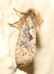 Acrolophus walsinghami