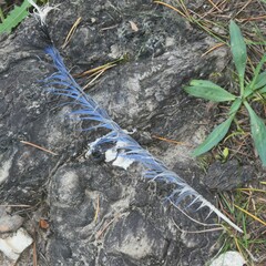 Urocissa flavirostris