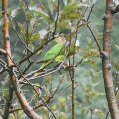 Psittacula himalayana