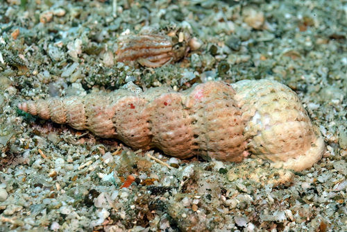 Cirsotrema varicosum observed 2017-05-07