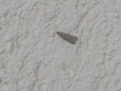 Blastobasis glandulella