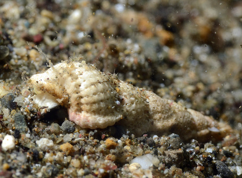 Cirsotrema varicosum observed 2018-05-08