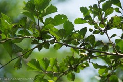 Crataegus punctata