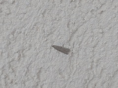 Blastobasis glandulella