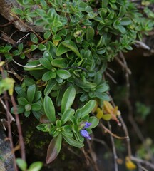 Polygala alpina