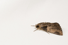 Ercheia cyllaria