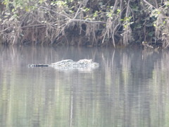 Melanosuchus niger