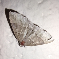 Parallelia bistriaris