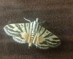 Nothomastix obliquifascialis