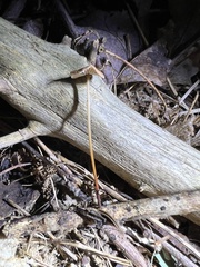 Mycetinis scorodonius