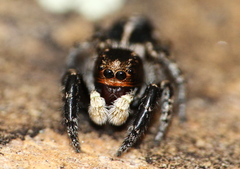 Pellenes peninsularis