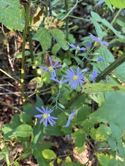 Symphyotrichum shortii