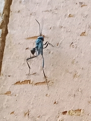 Evaniidae