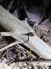 Mycetinis scorodonius