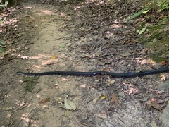 Pantherophis alleghaniensis