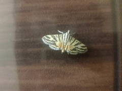 Nothomastix obliquifascialis