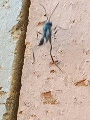 Evaniidae