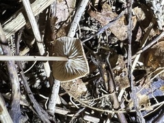 Mycetinis scorodonius