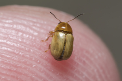 Cryptocephalus