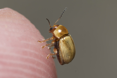 Cryptocephalus