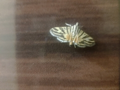 Nothomastix obliquifascialis