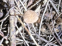 Mycetinis scorodonius