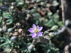 Spergularia rupicola