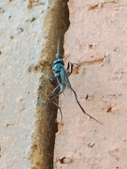 Evaniidae