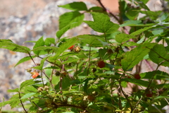 Rubus sachalinensis
