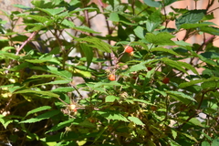 Rubus sachalinensis