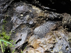 Brachiopoda