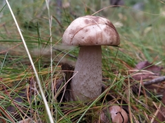 Leccinum scabrum