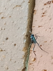 Evaniidae